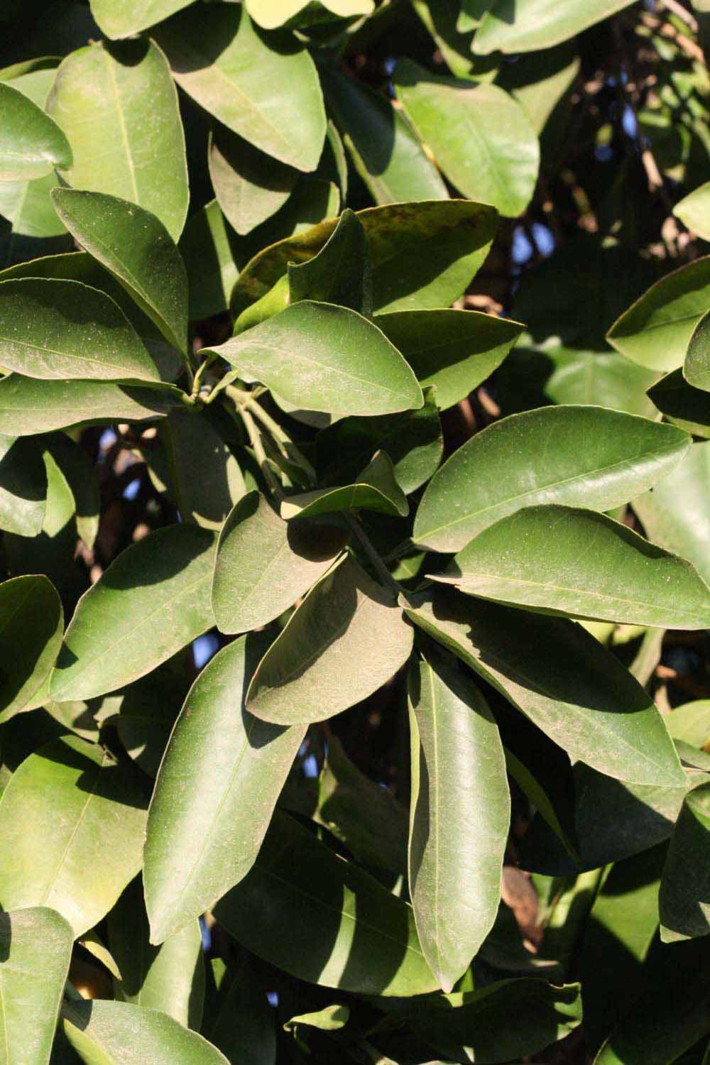              Sun leaves (Riverside, CA)       